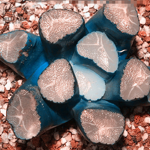 BELLFARM Haworthia Shinkirou Bonsai Black Succulent Plants 'Seeds' 5pcs Heirloom Rare Bonsai Home Garden Interesting