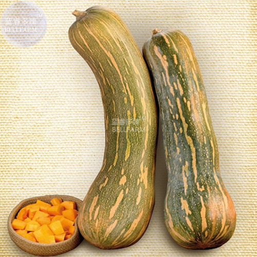BELLFARM Pumpkin Sweet Mallorca Seeds, 10 seeds, organic Spanish vegetables calabaza