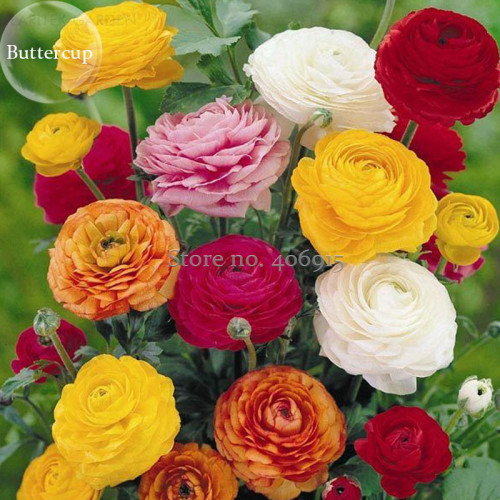 Rare Colorful Beautiful Ranunculus Asiaticus Persian Buttercup Perennial Flowers, 20 Seeds, dazzling flowers light up garden
