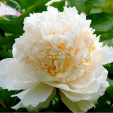 BELLFARM 'Yao Huang' Peony Seeds, 5 Seeds, light goldenish white big blooms shrub flowers E4272