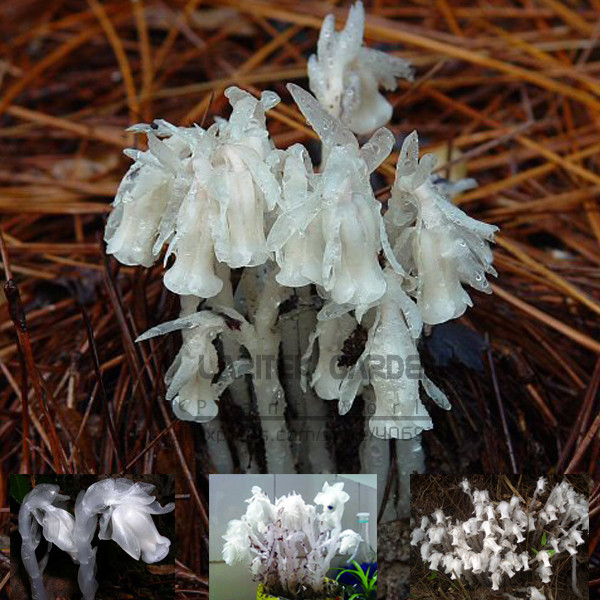 1 Professional Pack, 10 seeds / pack, Monotropa Uniflora Indian Pipe Cheilotheca Humilis w/ White Flowers