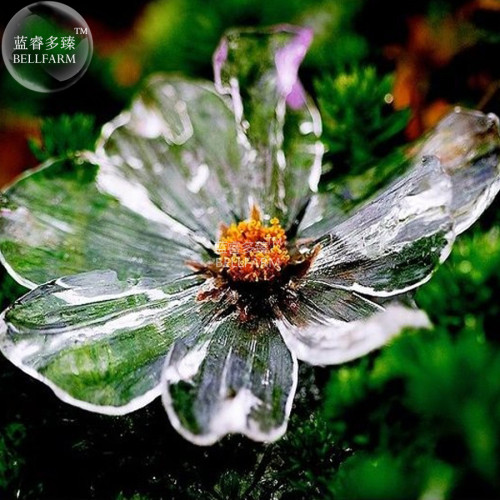 BELLFARM Cosmos Lucid Perennial Coreopsis Flower Seeds, 50 seeds, professional pak, new fresh variety home garden flowers