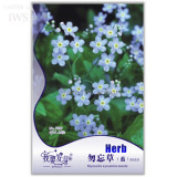 Blue Myosotis Sylvatica Forget-me Flower Seeds, Original pack, 60 Seeds, perennial potted plant light up your garden IWSF017