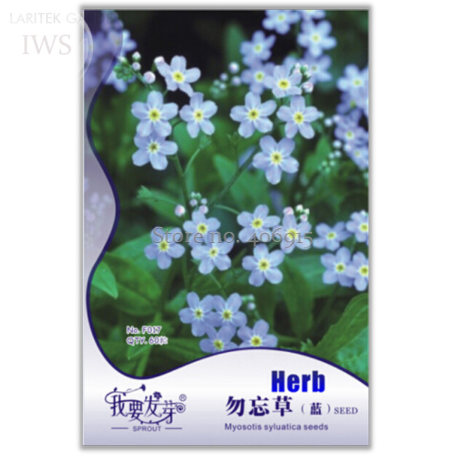 Blue Myosotis Sylvatica Forget-me Flower Seeds, Original pack, 60 Seeds, perennial potted plant light up your garden IWSF017