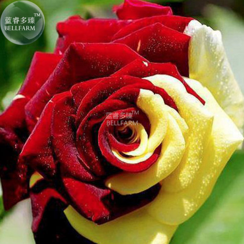 BELLFARM Rose Red Yellow Flower Seeds, 50 Seeds, diameter 15cm big blooms perennial plants E4266