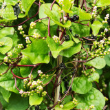 BELLFARM Malabar Spinach Red Vegetable Seeds, 50 seeds, professional pack, ceylon spinach organic vegetables