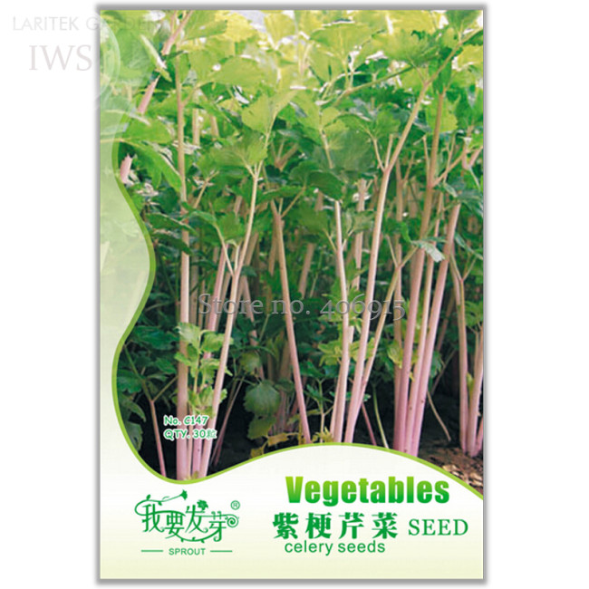 Organic Purple Stems Celery Vegetable Seeds, Original Pack, 30 seeds, healthy and delicious garden balcony vegetables IWSC147S