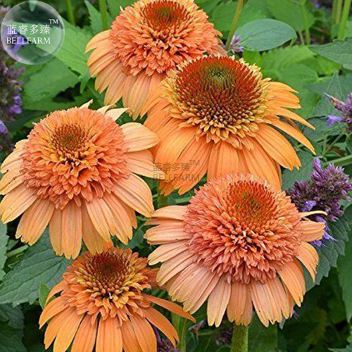 BELLFARM 'Sweet Cantaloupe' Orange Coneflowers Echinacea Flower Seeds, 200 seeds, professional pack, perennial garden flowering