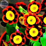BELLFARM Tri-color Rare Petunia Annual Flower Seeds, Professional Pack, 100 Seeds / Pack, Blooms and Fine Frosting E3307