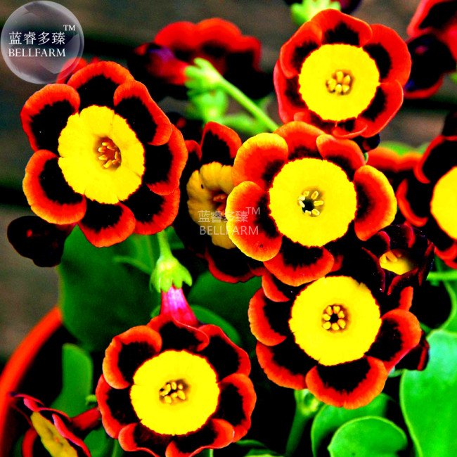 BELLFARM Tri-color Rare Petunia Annual Flower Seeds, Professional Pack, 100 Seeds / Pack, Blooms and Fine Frosting E3307
