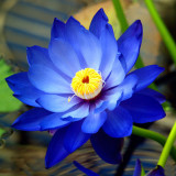 1 Professional Pack, 40 Seeds / Pack, New Fresh Nelumbo Nucifera Blue Lotus Seeds Water Plants #NF152