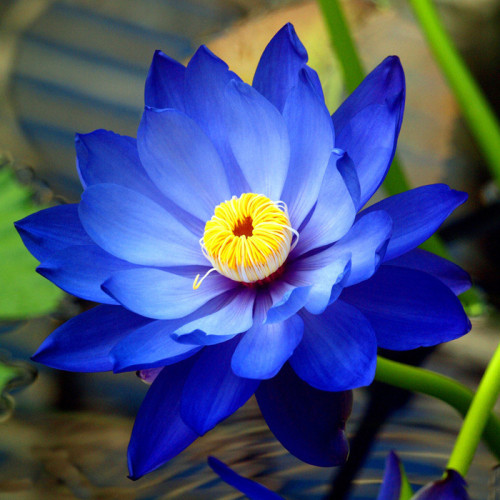 1 Professional Pack, 40 Seeds / Pack, New Fresh Nelumbo Nucifera Blue Lotus Seeds Water Plants #NF152