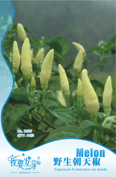 Heirloom Wild White Hot Tabasco Chili Pepper Organic Seeds, Original Pack, 60 Seeds / Pack, Edible Vegetables Ornamental E3100