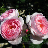 1 Professional pack, 480 seeds / pack,  SCEPTER ISLE PINK ROSE RARE ROSE,  ROSE BUSH PLANT SEEDS