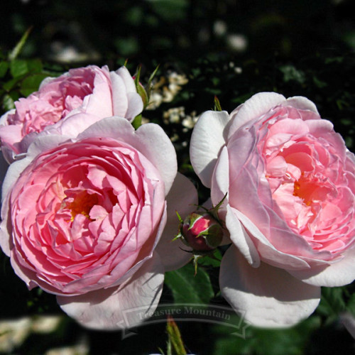 1 Professional pack, 480 seeds / pack,  SCEPTER ISLE PINK ROSE RARE ROSE,  ROSE BUSH PLANT SEEDS