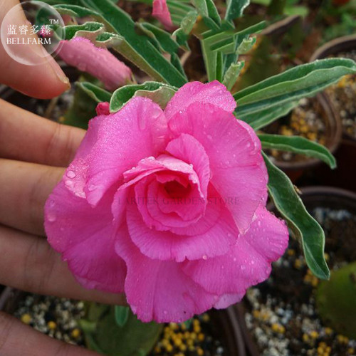 'Pretty Girl' Adenium Desert Rose, 2 Seeds, pink double petals big blooms E4009