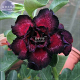 BELLFARM Black-to-white-to-red Adenium Flower *Seeds (no soil), 2pcs, 5-layer double petals bi-color desert rose