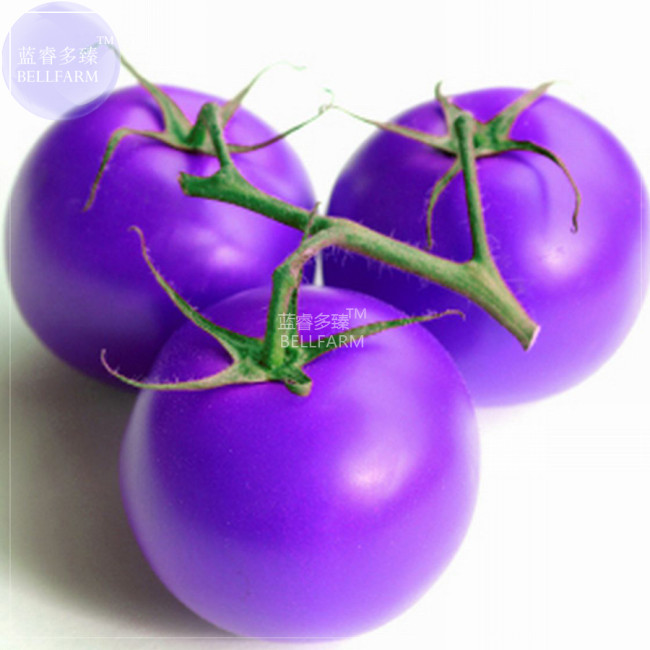 BELLFARM Tomato Giant Purple Fruit Seeds, 100 seeds, professional pack, tasty organic salad vegetable home garden fruits