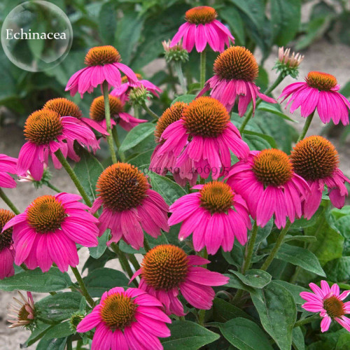 Heirloom Echinacea 'Powwow' Wild Berry Coneflower Perennial Flowers, 100 seeds, clusters of ornamental flowers E3851