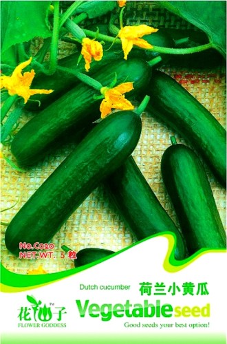 Rare Heirloom Dutch Fruit Cucumber Organic Seeds, Original Pack, 5 Seeds / Pack, Eat it Raw Delicious Fragrant Crisp Fruit C020