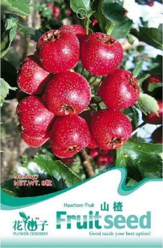 5 Original packs, 8 seeds / pack, Hawthorn seeds, Fructus Crataegi, Herbs Maybush Seeds, Maytree, Free Shipping