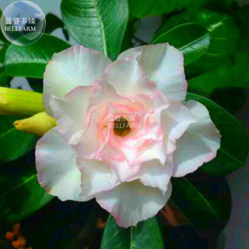 BELLFARM Adenium Whitish Light Water Pink Petals Flower Seed, 2 seeds, professional pack, 6-layer desert rose home garden supply