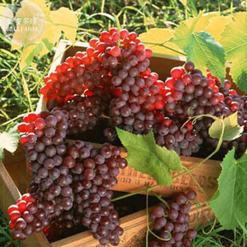 BELLFRAM 'Little Bee' Sweet Pink Grape Seeds, 30 Seeds, Professional Pack, tasty dense juicy fruits E4144