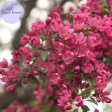 Northwest China Red Apple Flower, 10 Seeds, dense big tree fragrant apple flower E3963