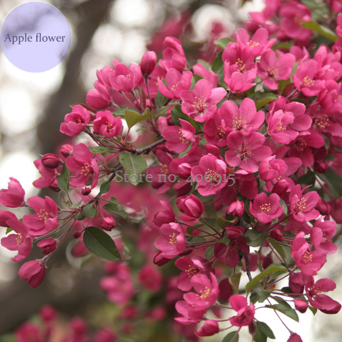 Northwest China Red Apple Flower, 10 Seeds, dense big tree fragrant apple flower E3963