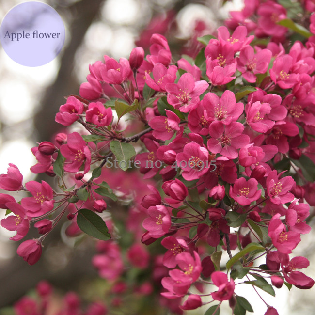 Northwest China Red Apple Flower, 10 Seeds, dense big tree fragrant apple flower E3963