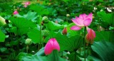1 Professional Pack, 40 Seeds / Pack, New Fresh Nelumbo Nucifera Lotus Nut Seeds Aquatic Plants Edible Lotus Seeds  #NF148