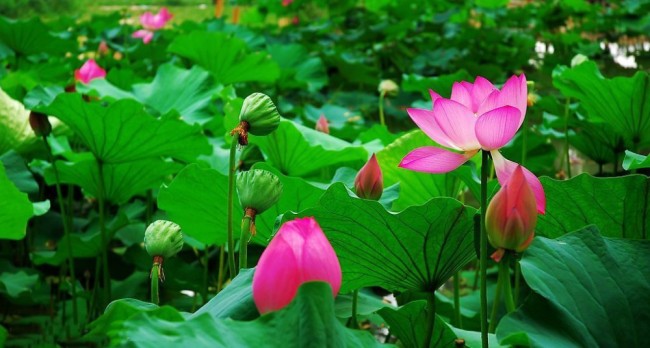 1 Professional Pack, 40 Seeds / Pack, New Fresh Nelumbo Nucifera Lotus Nut Seeds Aquatic Plants Edible Lotus Seeds  #NF148