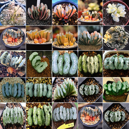 BELLFARM Haworthia truncata Rainbow Mixed 20 Types of Bonsai Succulent Seeds Heirloom Perennial Indoor Home Garden