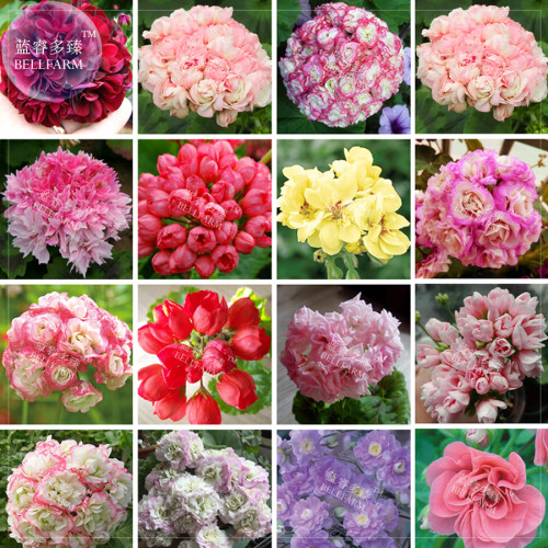 BELLFARM Bonsai Mixed 16 Types of Geranium Seeds, 100pcs/pack, dark red red pink purple yellow bi-color pelargonium tender