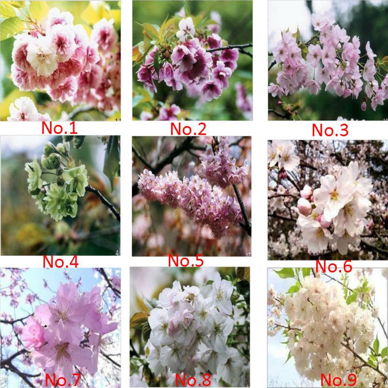 US$ 9.48 - 9 Colors Cherry Blossom Flower Seeds, Oriental Cherry