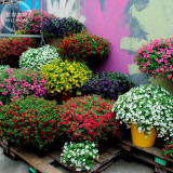 BELLFARM 'Kabloom' Calibrachoa Mixed Bonsai Hanging Petunia Seeds, 200 seeds, white red pink yellow purple mixed flowers
