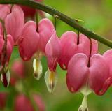 30 Seeds Venus's Car, Beautiful Bleeding Heart, Great Lyre Flower Seeds, Lamprocapnos Spectabilis