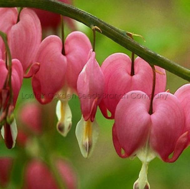 30 Seeds Venus's Car, Beautiful Bleeding Heart, Great Lyre Flower Seeds, Lamprocapnos Spectabilis