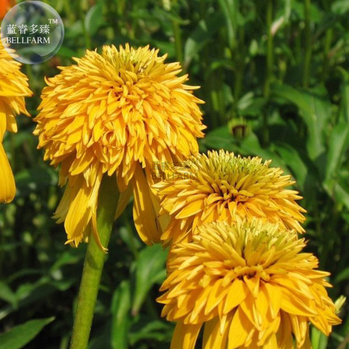 BELLFARM Yellow 'Pineapple' Coneflowers Echinacea Perennial Flower Seeds, 200 seeds, nice home garden big blooms easy to grow