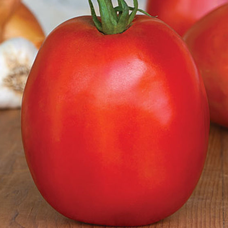 TomatoSuperSauceHybridSeeds100pcstheWorld