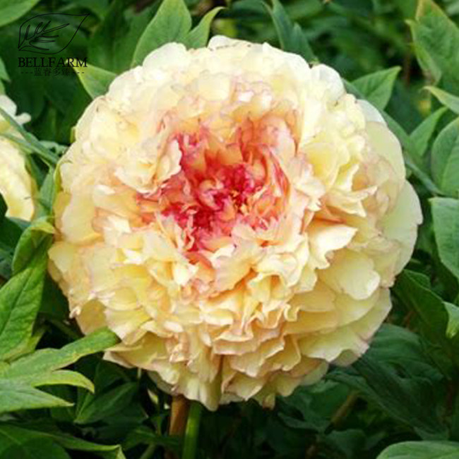 BELLFARM Rare Jin Ge Japanese Tree Peony Seeds, 5 Seeds. Professional Pack, Perennial Yellow Golden Garden Flowers