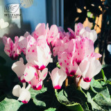 BELLFARM Cyclamen Mixed 4 Colors Pink Light Pink Purple Bi-color Big Blooms Perennial Flowers Bonsai 5 Seeds Home Garden
