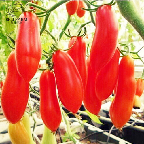 BELLFARM Red Banana Tomatoes Seeds, 100 Seeds, Super Sweet Vegetables Interesting Semi-Urban Garden