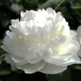 BELLFARM Chinese Peony Mixed 4 Types Fully White Double Petals Flowers, 5 Seeds Light Fragrant Big Blooms for Home Garden