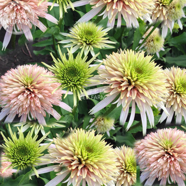 BELLFARM Echinacea 'Cherry Fluff' Perennial Coneflower Seeds, 200 seeds, double flowering coneflowers lime green buds