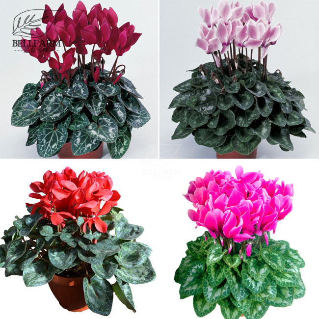 BELLFARM Cyclamen Purplish Red Light Purple Rose Red Rose Purple Mixed 4 Types 5 Seeds Bonsai Home Garden Ornamental