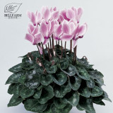 BELLFARM Cyclamen Purplish Red Light Purple Rose Red Rose Purple Mixed 4 Types 5 Seeds Bonsai Home Garden Ornamental