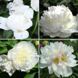 BELLFARM Chinese Peony Mixed 4 Types Fully White Double Petals Flowers, 5 Seeds Light Fragrant Big Blooms for Home Garden