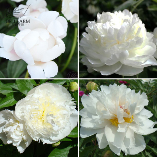 BELLFARM Chinese Peony Mixed 4 Types Fully White Double Petals Flowers, 5 Seeds Light Fragrant Big Blooms for Home Garden
