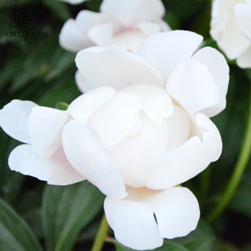 BELLFARM Chinese Peony Mixed 4 Types Fully White Double Petals Flowers, 5 Seeds Light Fragrant Big Blooms for Home Garden